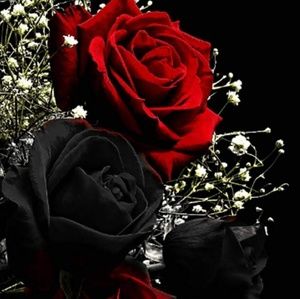 Meet your Posher, Erika